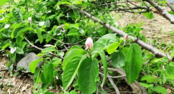 マルメロの開花とユズ、スダチの花芽