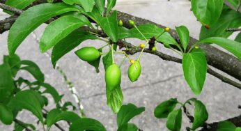 果樹の着果
