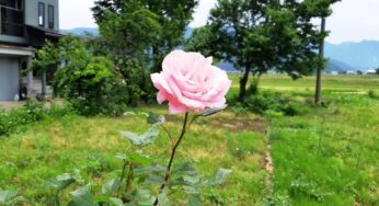 バラの開花