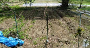 ブドウの簡易垣根仕立て Simple hedge tailoring of grapes