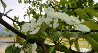 梨（西洋梨）、開花 Pear (Western pear), flowering